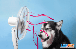 Dog cooling down by a fan.